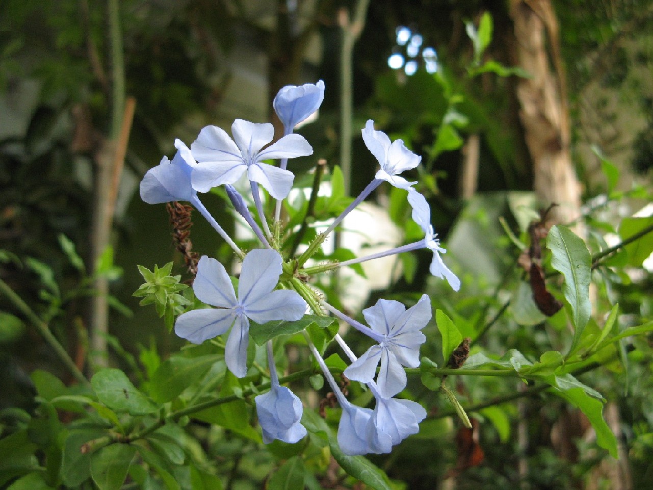 orto botanico (padova)